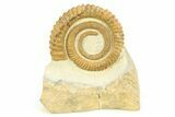 Early Devonian Ammonoid (Anetoceras) - Tazarine, Morocco #306899-1